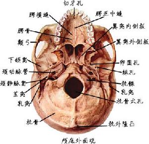 顱底外面觀