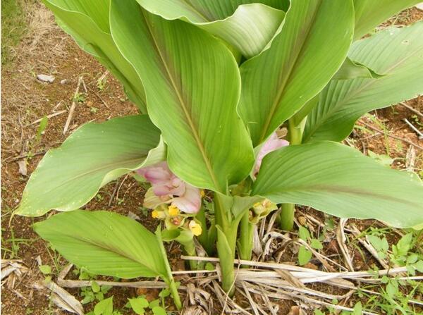 莪術（Curcuma phaeocaulis Valeton）