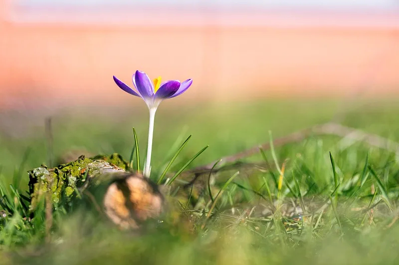 小春花