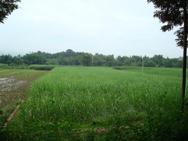 芒法村