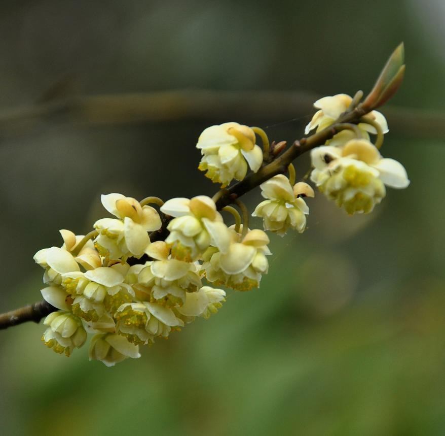 山蒼子花