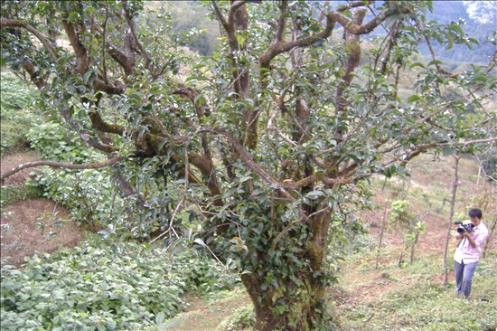 五柱茶系野生型大理茶