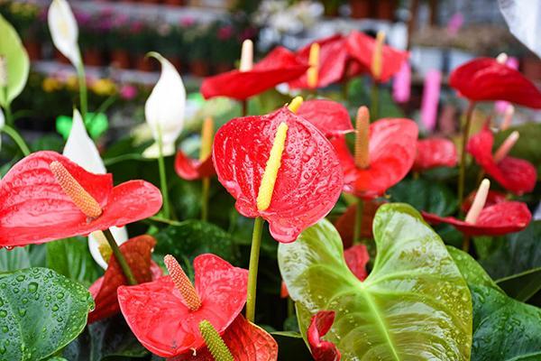 端陽花市