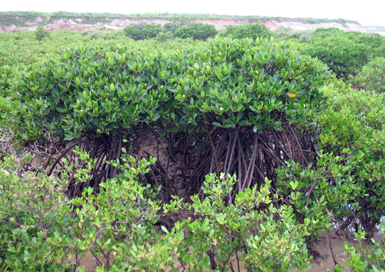 廣東雷州珍稀海洋生物國家級自然保護區