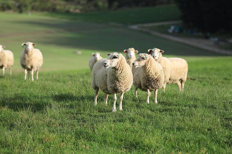 Spring Sheep