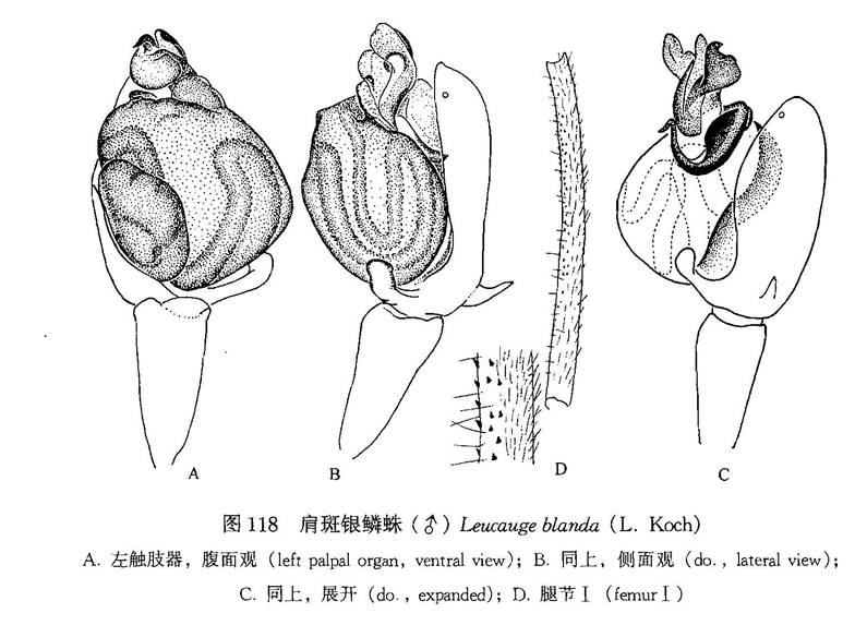 肩斑銀鱗蛛