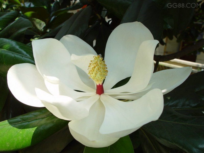 合肥植物園