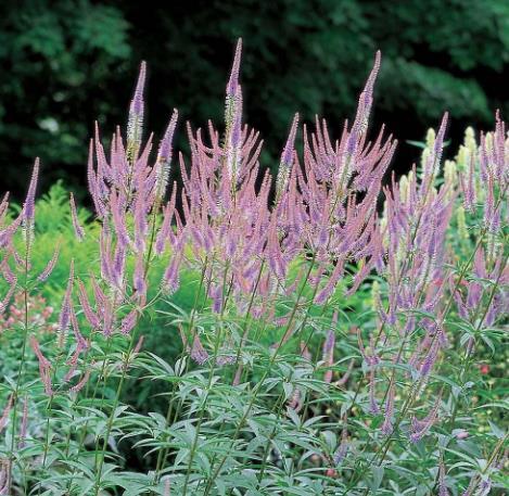 Veronicastrum virginicum \x27Fascination\x27