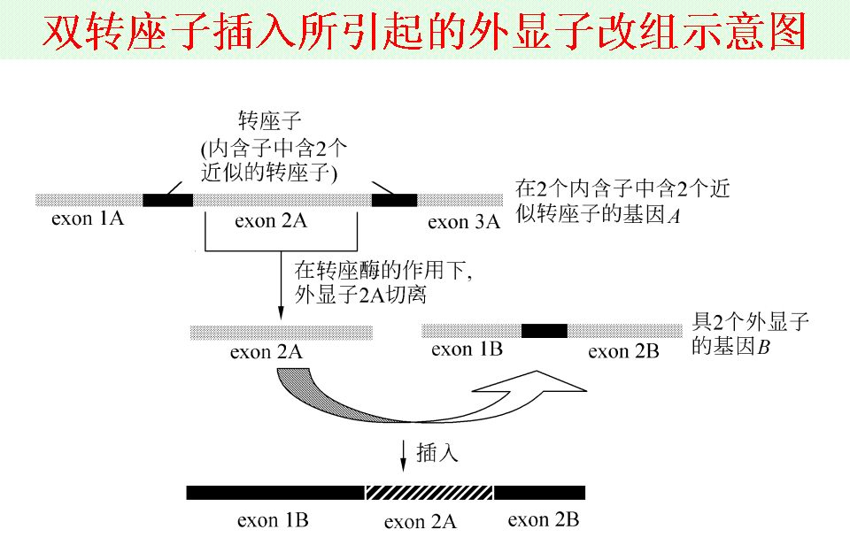 雙轉座子插入引起的外顯子改組