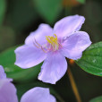 野牡丹(大金香爐（野牡丹科藥用植物）)