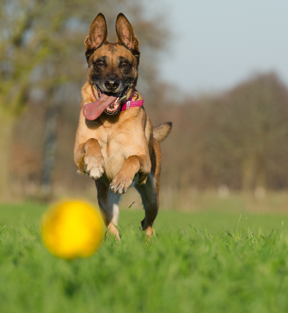 馬里努阿犬(比利時瑪利諾犬)