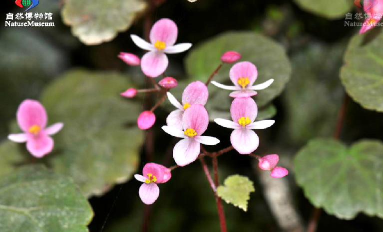 小花秋海棠