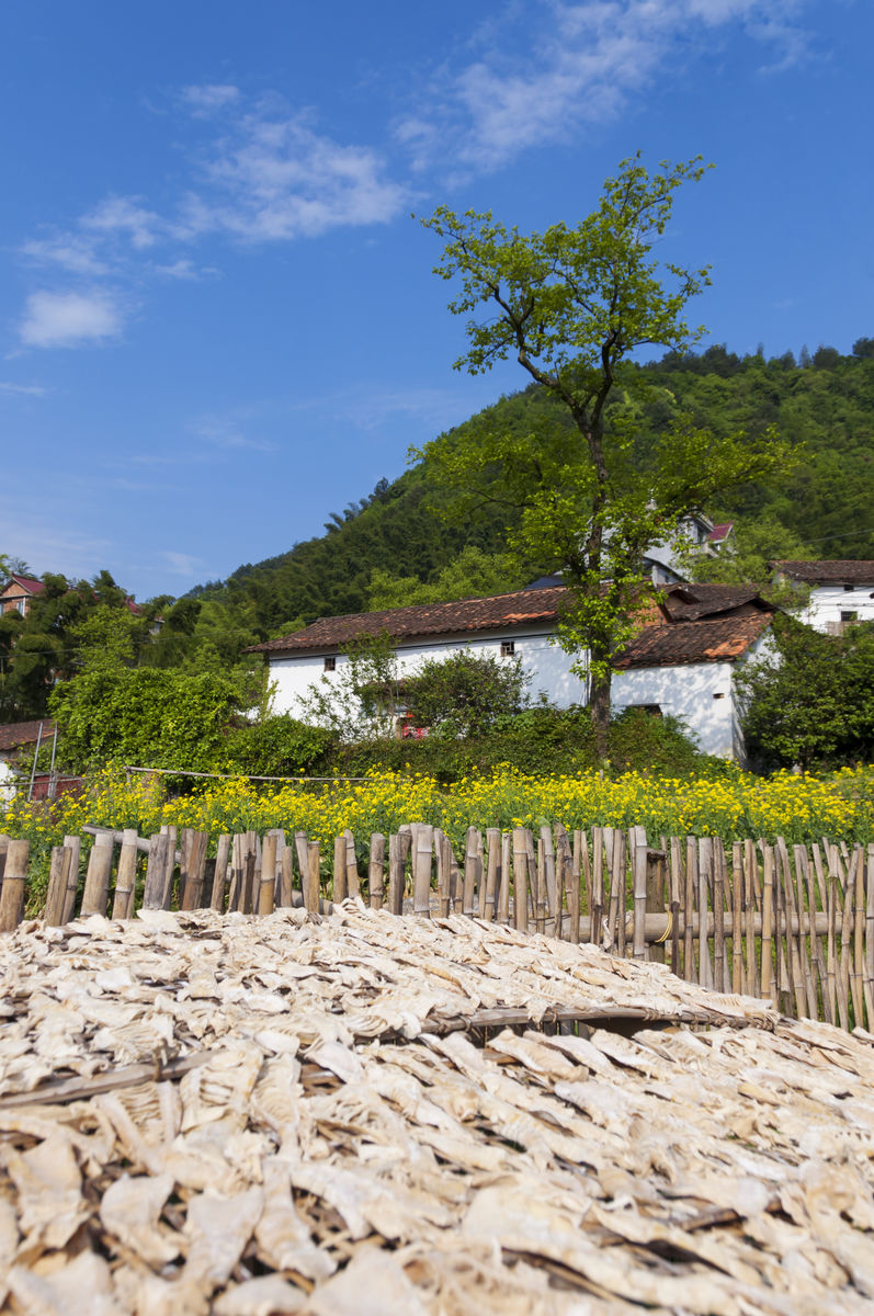 東坪村(雲南省保山騰衝縣中和鎮東坪村)