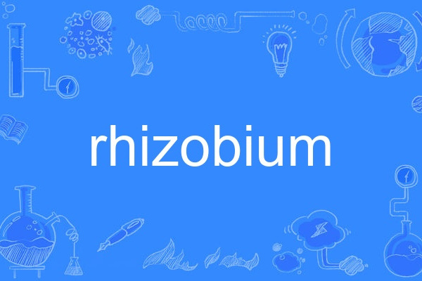 rhizobium