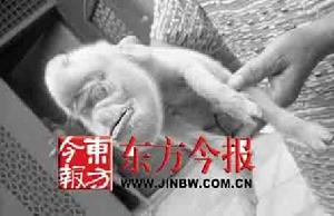 猴臉小豬