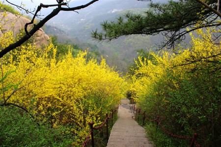 山東魯山國家森林公園