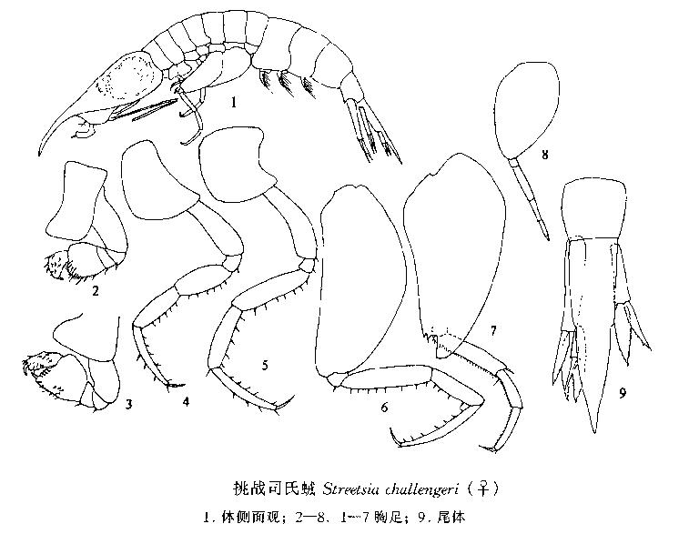 挑戰司氏戎