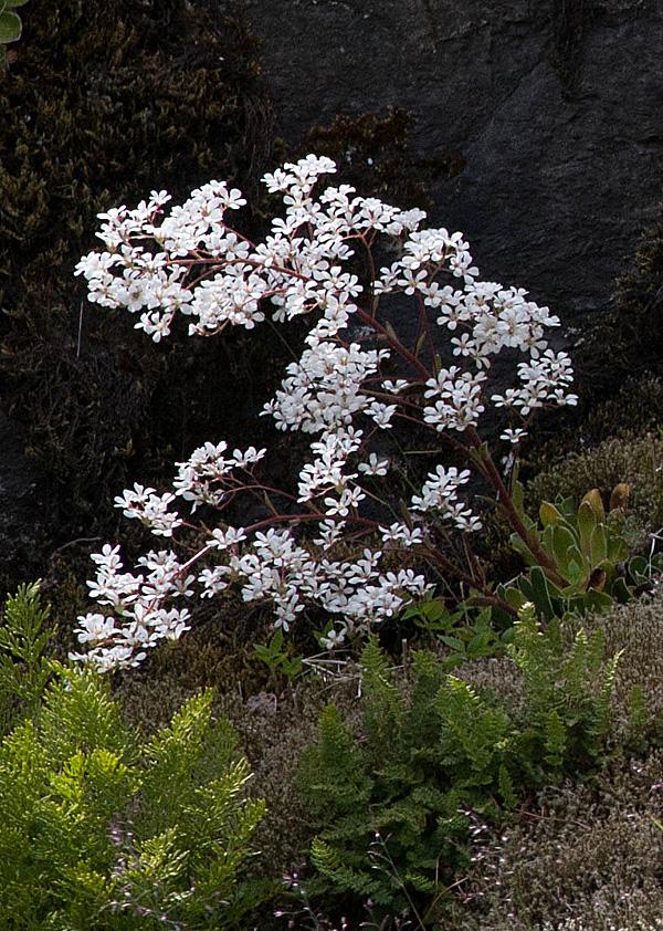 子葉虎耳草