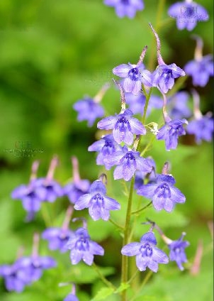 川西翠雀花