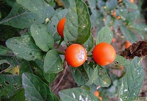 水茄冬果(水茄冬果)