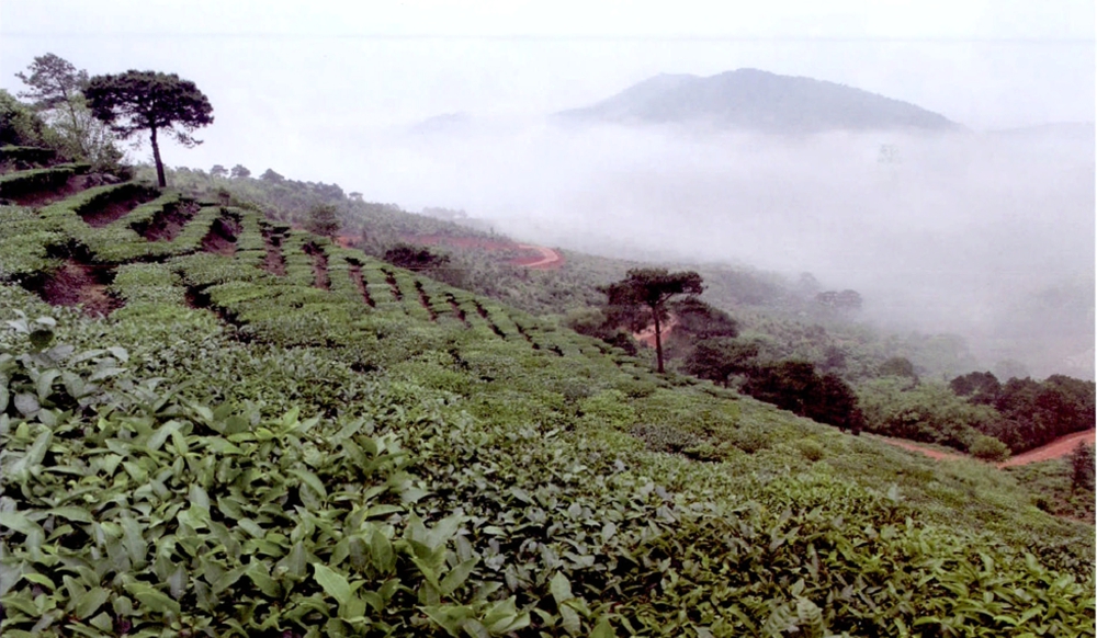 南山白毛茶產地環境