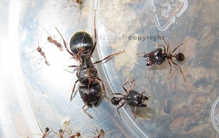 中華大頭蟻（Pheidole sinica）的蟻后、兵蟻和工蟻