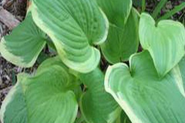 Hosta \x27Shade Fanfare\x27