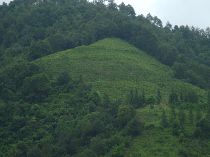 山野