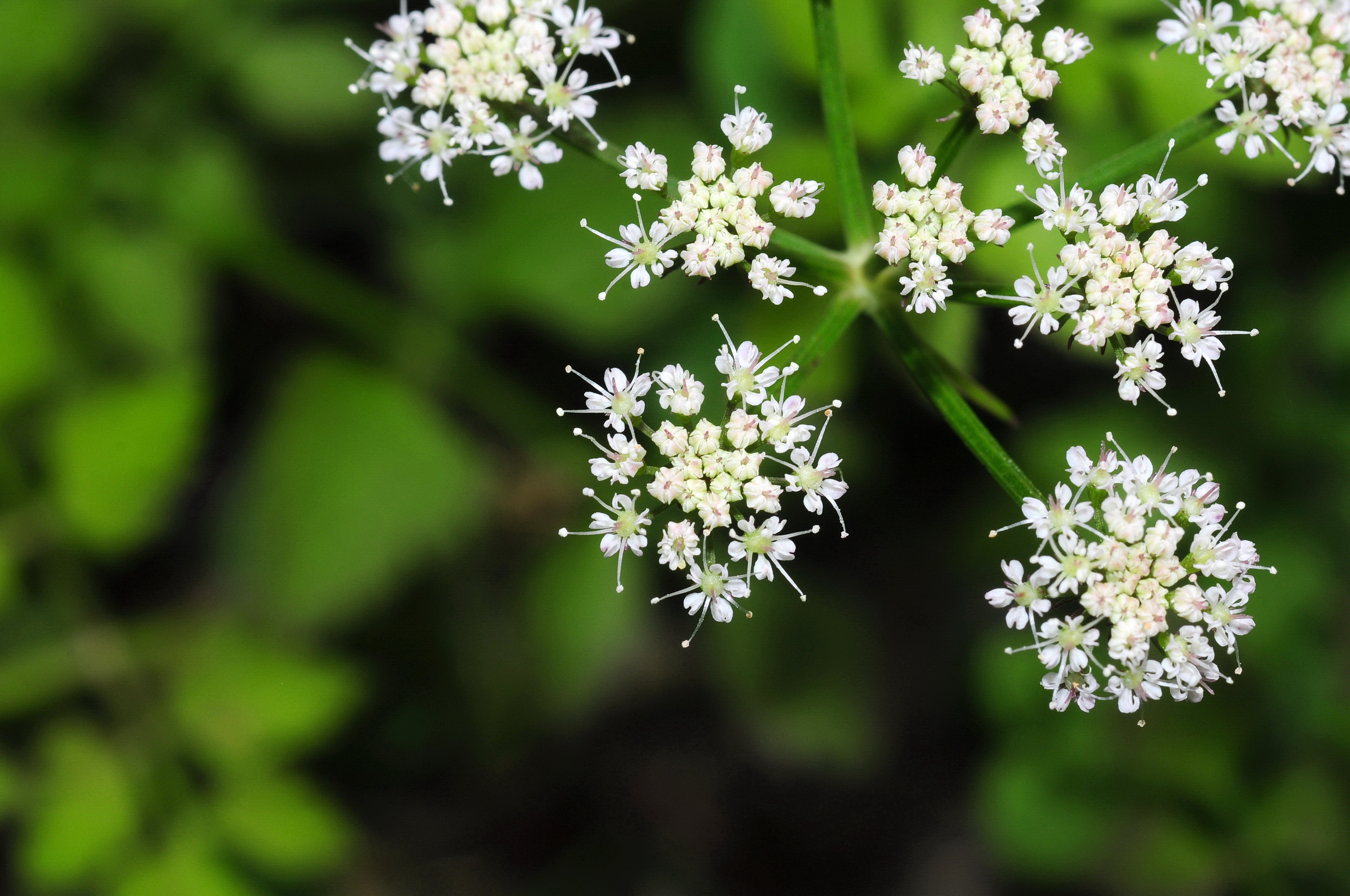 水芹(水芹菜（水芹菜）)