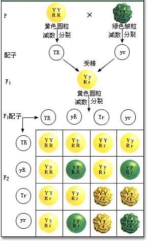 豌豆雜交遺傳圖