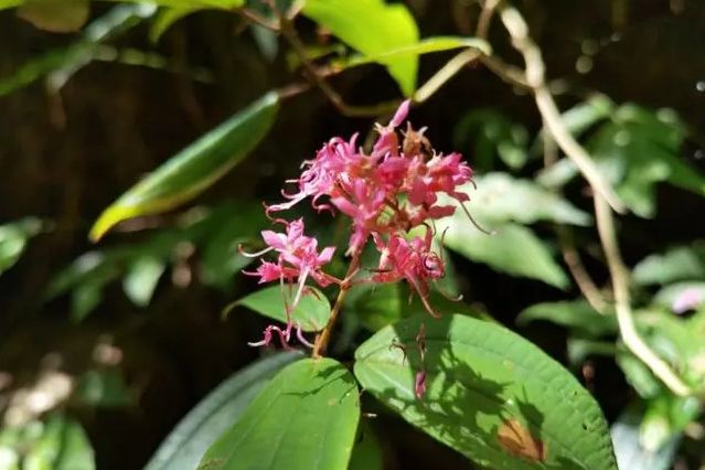 少花柏拉木(野牡丹科柏拉木屬植物)