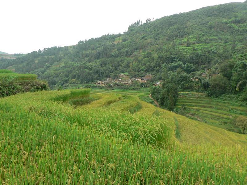 樣格河村