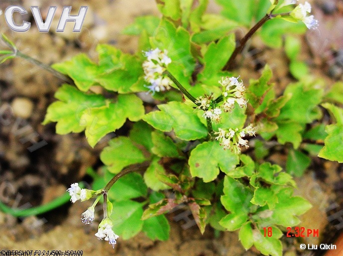 瘤果變豆菜