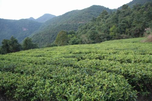 梅江區清涼山茶