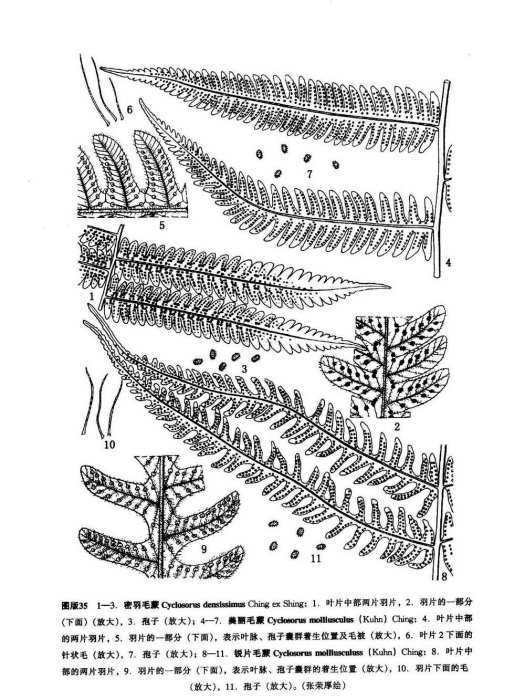 美麗毛蕨