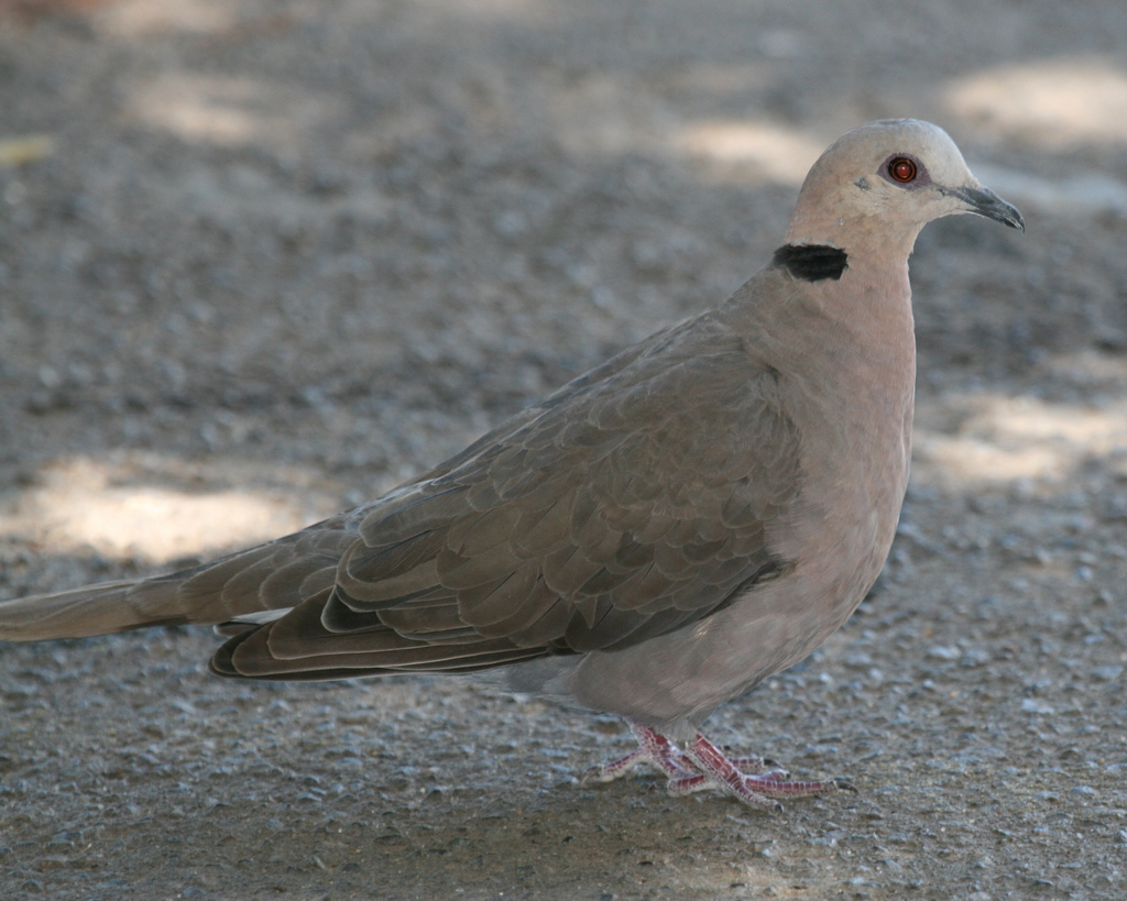 紅眼斑鳩