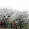 韶關湞江櫻花公園