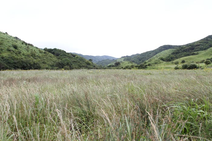 韭菜嶺山地濕地