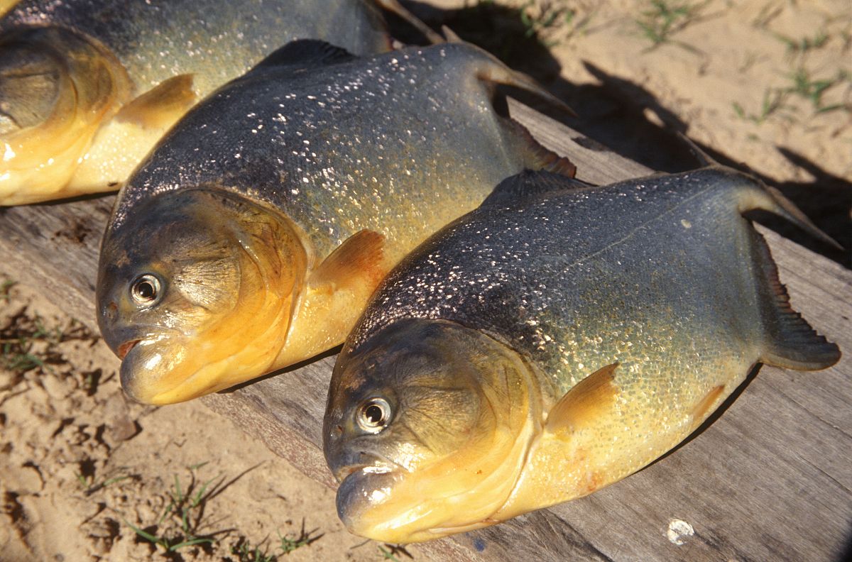 食用魚