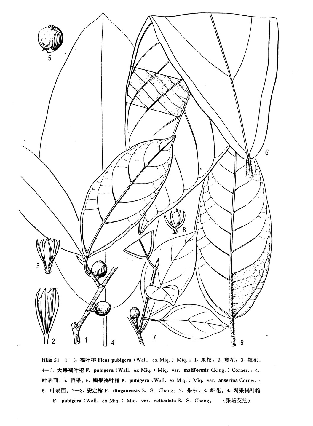 大果褐葉榕（變種）