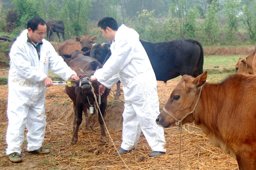 動物疫病防治