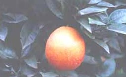 臍血橙(圖片4)