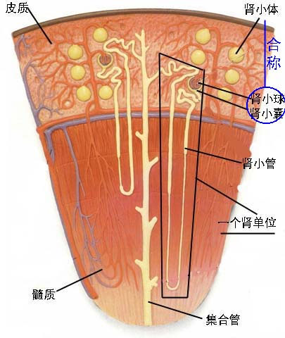 腎單點陣圖