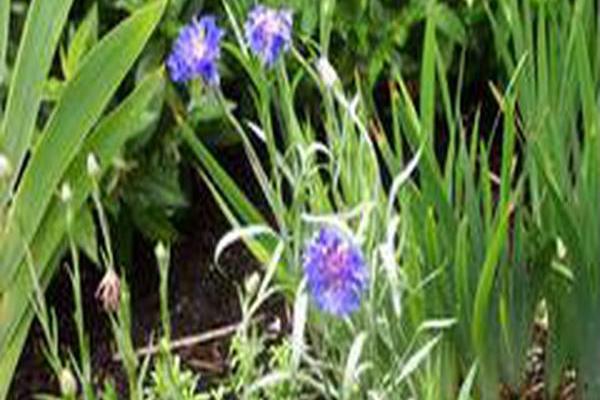 Centaurea cyanus