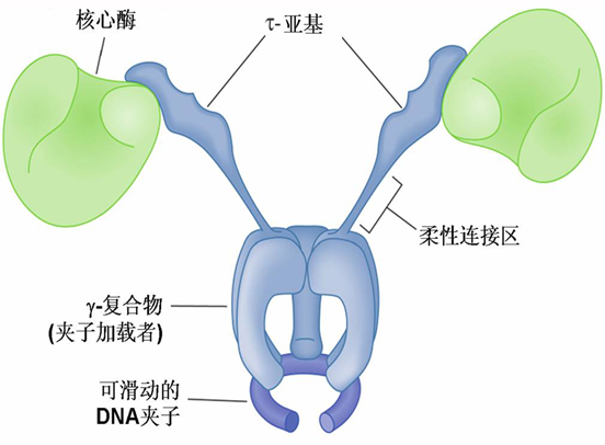 酶催化聚合