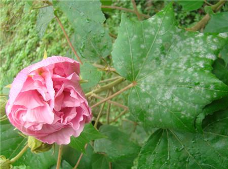 木芙蓉(木蕖)