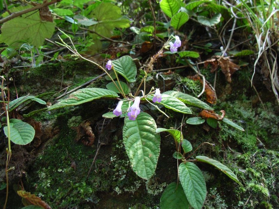 苦苣苔屬