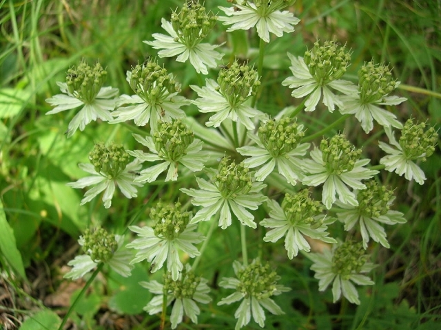 白稜子芹