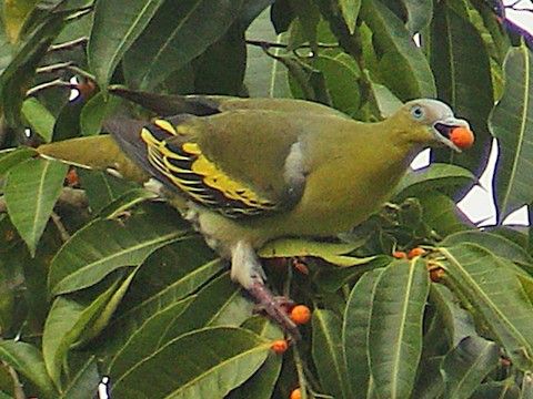 布魯綠鳩