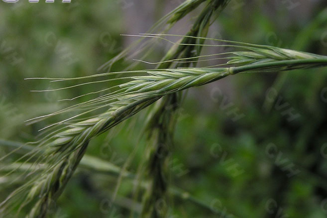 直穗鵝觀草內蒙群體